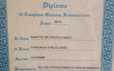 Diploma Campione Giovane Sammarinese- Chihuahua