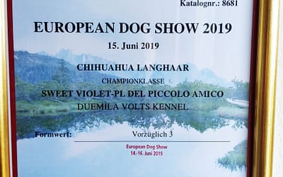 European Dog Show 2019 – Chihuahua