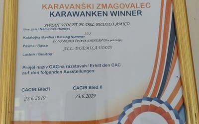 Diploma Campione Slovenia – Chihuahua