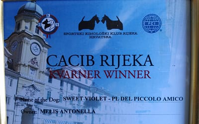 Diploma Campione Croato – Chihuahua