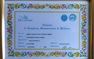 Diploma Campione Sammarinese – Chihuahua