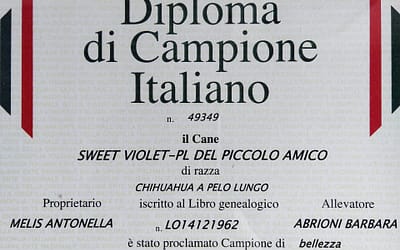 Diploma Campione Italiano- Chihuahua