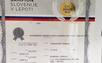 Diploma Campione Sloveno – Yorkshire Terrier