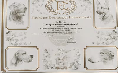 Diploma Campione Internazionale- Yorkshire Terrier