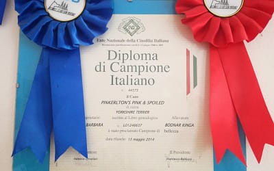 Diploma di Campione Italiano – Yorkshire Terrier