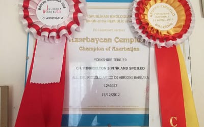 Campione Azerbaijan – Yorkshire Terrier