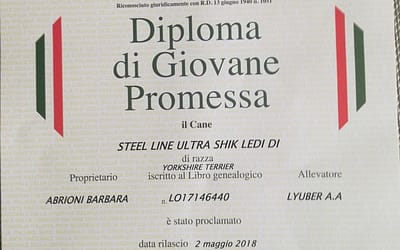 Diploma di Giovane Promessa ENCI – Yorkshire Terrier