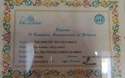 Diploma di Campione Sammarinese di bellezza – Chihuahua