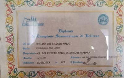 Diploma di Campione Sammarinese di bellezza – Chihuahua