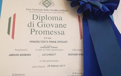 Diploma di campione europeo Spitz da compgnia copia