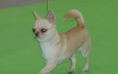 The King del Piccolo Amico