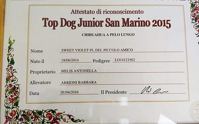 Top Dog Junior RSM 2015 – Chihuahua