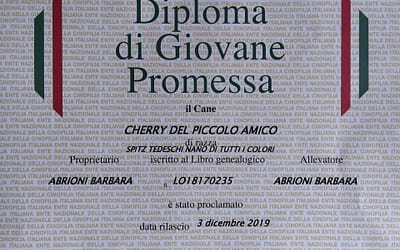 Diploma Giovane Promessa ENCI – Spitz Tedesco Nano