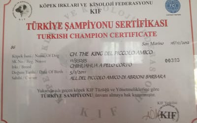 Diploma di Campione Internazionale Turchia – Chihuahua