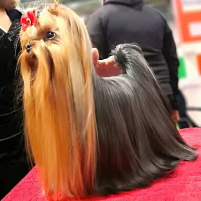 yorkshire terrier adulto allevamento piccolo amico
