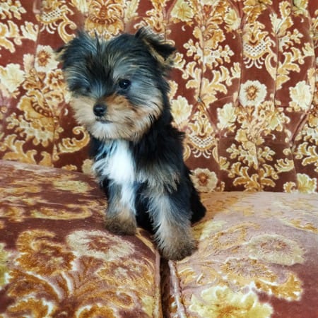 yorkshire terrier in vendita