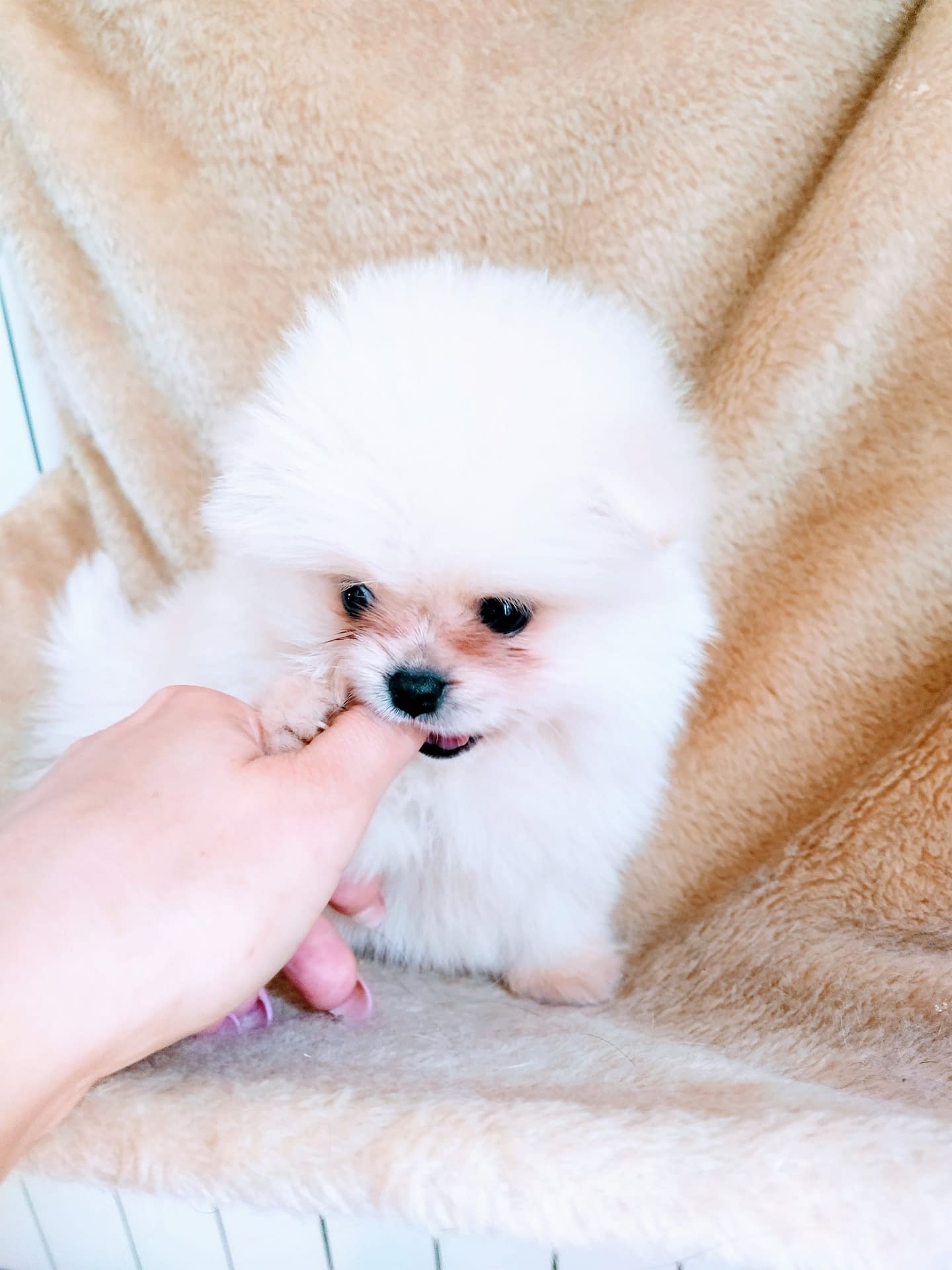 Cuccioli disponibili Volpini di Pomerania Spitz Nano Allevamento Cani Piccolo Amico Cuccioli disponibili Volpini di Pomerania Spitz Nano Allevamento Cani Piccolo Amico