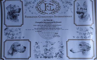 Diploma Campione Internazionale – Yorkshire Terrier