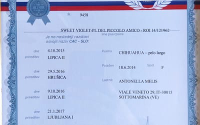 Diploma Internazionale Campione Slovenia – Chihuahua