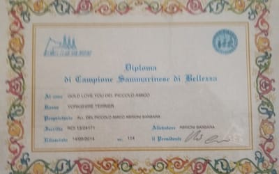 Diploma Campione Sammarinese- Yorkshire Terrier