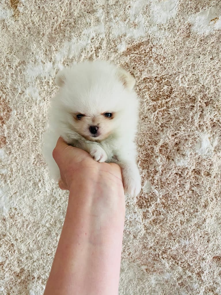 Cuccioli disponibili Volpini di Pomerania Spitz Nano Allevamento Cani Piccolo Amico Cuccioli disponibili Volpini di Pomerania Spitz Nano Allevamento Cani Piccolo Amico