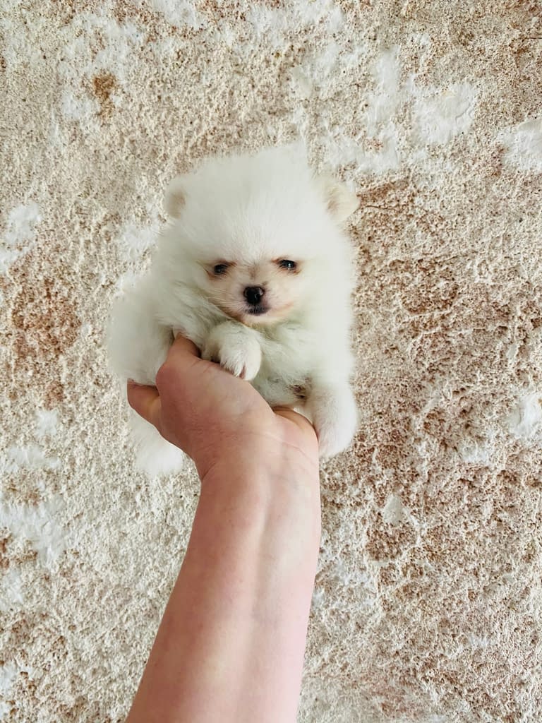 Cuccioli disponibili Volpini di Pomerania Spitz Nano Allevamento Cani Piccolo Amico Cuccioli disponibili Volpini di Pomerania Spitz Nano Allevamento Cani Piccolo Amico