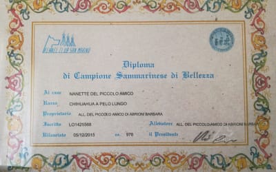 Diploma di campione italiano – Chihuahua a pelo lungo copia