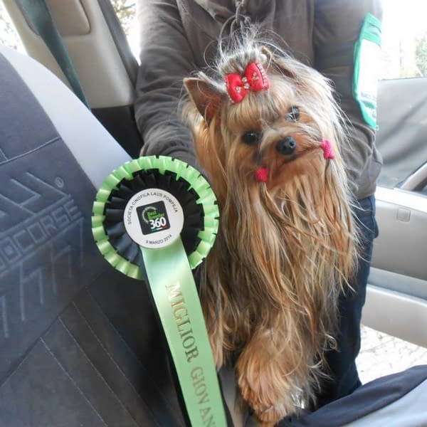esposizioni yorkshire terrier allevamento piccolo amico