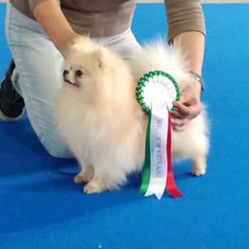 Esposizioni spitz tedesco nano pomerania allevamento piccolo amico