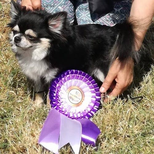 esposizioni chihuahua allevamento del piccolo amico