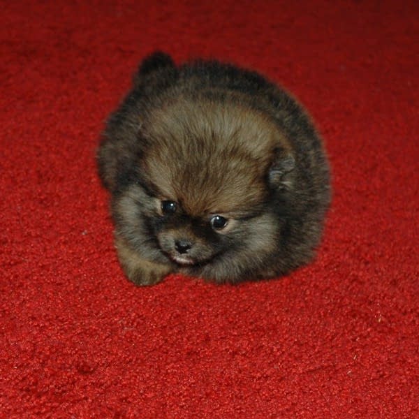 spitz tedesco nano pomerania in vendita