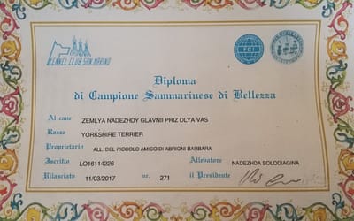 Diploma di Campione Sammarinese – Yorkshire Terrier