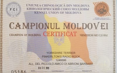 Diploma Campione Moldavo – Yorkshire Terrier