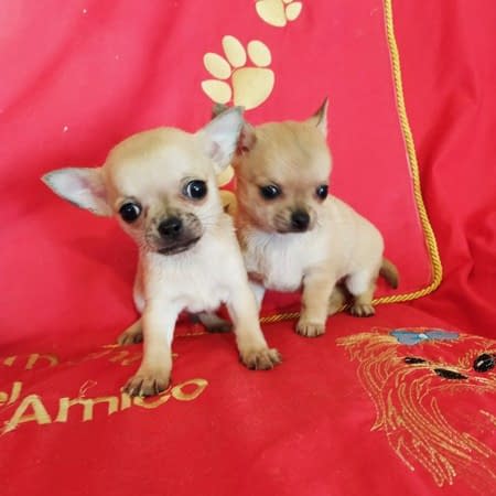 chihuahua in vendita