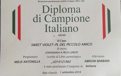 Diploma di Campione Italiano – Chihuahua