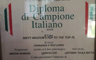 Diploma di Campione Italiano – Chihuahua a pelo lungo