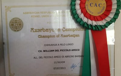 Campione Azerbaijan – Chihuahua a pelo lungo