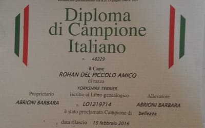 Diploma di Campione Italiano – Yorkshire Terrier