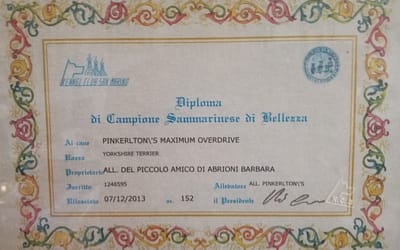 Diploma di campione Sanmarinese di bellezza – Chihuahua