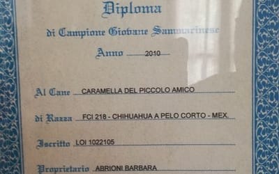 Diploma di campione italiano – Chihuahua a pelo lungo copia copia