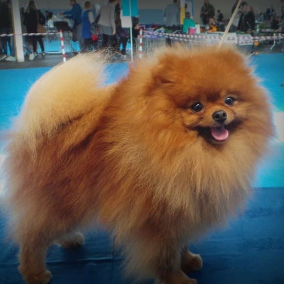 spitz tedesco nano pomerania adulto allevamento piccolo amico