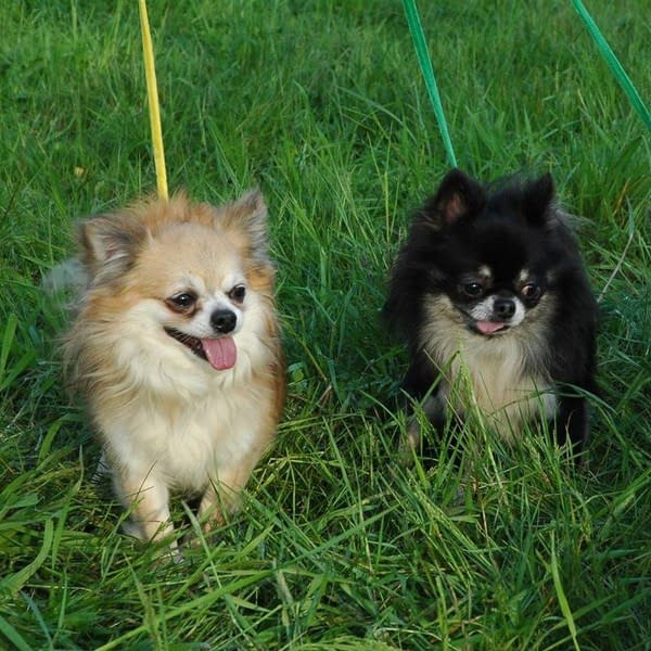 chihuahua allevamento piccolo amico